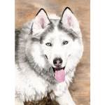 Husky watercolour painting: Rocky
