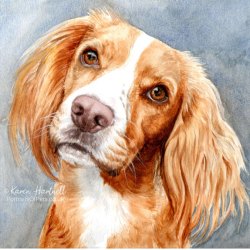 Dog painting. Kizzy, Cocker Spaniel