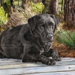Dog painting. Max, Black Labrador