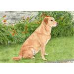 Painting of a yellow Labrador called Bonnie in the garden