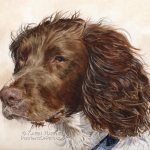Dog painting. Rigby, Springer Spaniel
