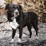 Dog painting. Tara, Collie cross