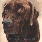 Dog painting. Zack, Chocolate Labrador