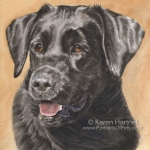 Dog painting. Ziva, Black Labrador