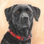 Lyra, Black Labrador