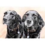 Painting of Black Labradors Millie and Misty