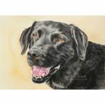 Rudi, Black Labrador