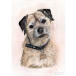 Border Terrier painting: Maisie