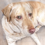 Dog painting. Carly, Yellow Labrador