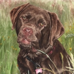 Dog painting. Charlie, Chocolate Labrador