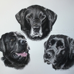 Dog painting. Black Labradors: Macduff, Corrie, Rouble. Watercolour