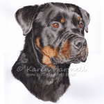Dog painting. Dakota, Rottweiler