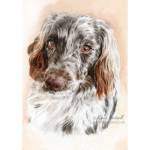 Dog painting. Molly, Poodle x Springer Spaniel