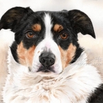 Dog painting. Flynn, Border Collie