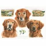 Golden Retrievers, l-r: Buddy, Sid, Hector