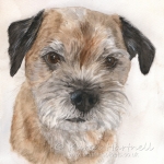 Dog painting. Jasper, Border Terrier