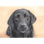 Black Labrador painting: Maisie