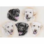 Dog painting. Labradors: Scye, Brighton, Alba, Boo, Jake