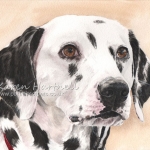 Dog painting. Marcy, Dalmatian