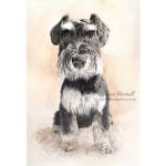Dog painting. Brodie, Miniature Schnauzer