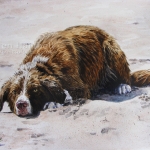 Dog painting. Monty, Border Collie cross