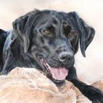 Dog painting. Ollie, Black Labrador