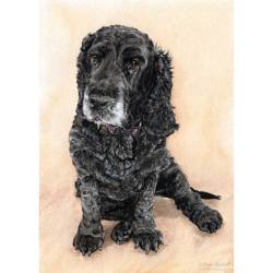 A watercolour painting of a black cocker spaniel sitting, with a pale neutral cream background