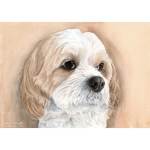 Painting of Cavachon (Cavalier King Charles Spaniel x Bichon Frise), Benji