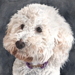 Dog painting. Sandy, Miniature Poodle