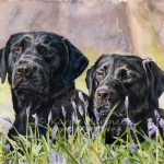 Dog painting. Seb and Meelah, Black Labradors