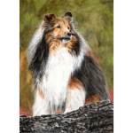 Sheltie watercolour painting - Victory