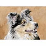 Dog painting. Zazou, Shetland Sheepdog / Sheltie