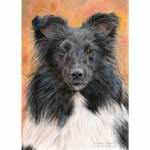 Dog painting. Zuzu, Shetland Sheepdog