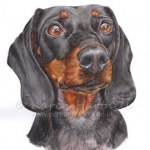 Dog painting. Walls, Dachshund