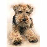 Dyllan, Welsh Terrier