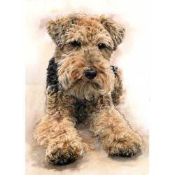 Dyllan, Welsh Terrier