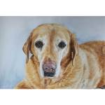 Yellow Labrador painting: Bruce