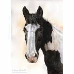 Horse painting. Harry, Piebald. Watercolour