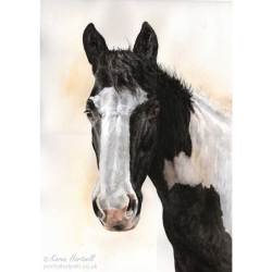 Horse painting. Harry, Piebald. Watercolour