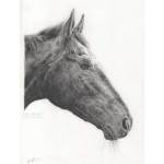 King Of Answers. Thoroughbred Horse