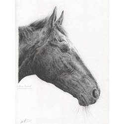 King Of Answers. Thoroughbred Horse