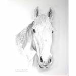 Horse drawing. Tully, Flea Bitten Grey. Graphite pencil