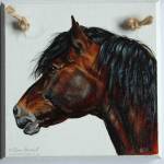 Harry, Welsh Mountain Pony