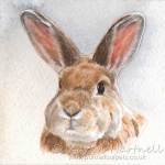 Rabbit painting. Buddy