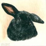 Rabbit painting. Duffy