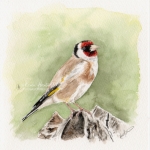 Goldfinch. 7" x 7" watercolour. For sale in my online Shop
