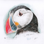 For Sale. Puffin head portrait, 7” x 7” on smooth Bristol Board paper. For sale in my online Shop. Reference photo: Menno Schaefer @ Wildlife Reference Photos