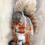 Red Squirrel