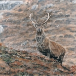Red Deer Stag standing proud. Acrylics, 14" x 10" on heavyweight watercolour paper.