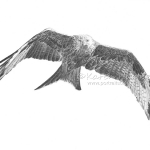 Red Kite soaring